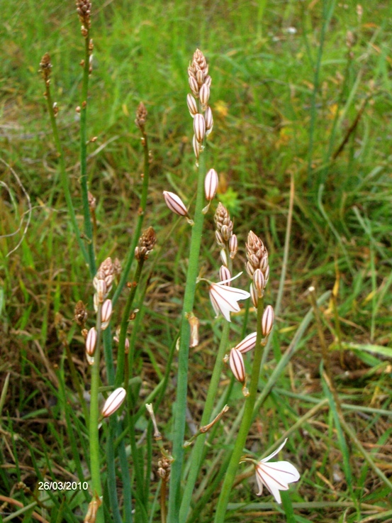 Asphodelus fistulosus